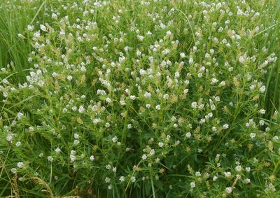 Trigonella procumbens, photographed by Roman