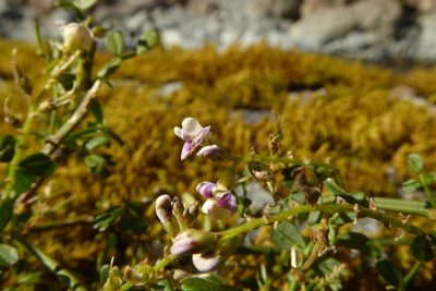 Carmichaelia odorata, photographed by Cara-Lisa Schloots