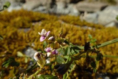 Carmichaelia odorata, photographed by Cara-Lisa Schloots