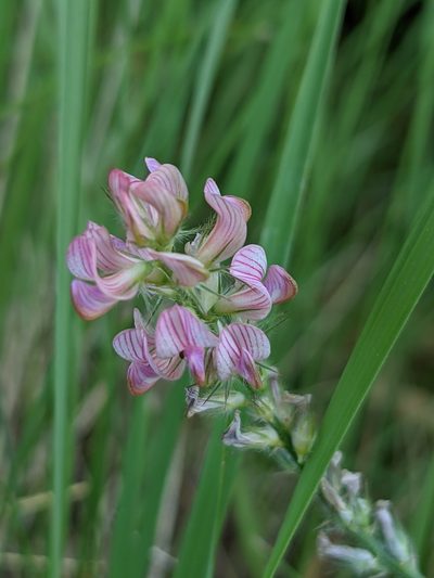 Onobrychis supina, photographed by Denis Bastianelli