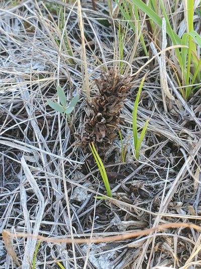 Orobanche ludoviciana, photographed by Chris Friesen