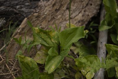 Trillium angustipetalum