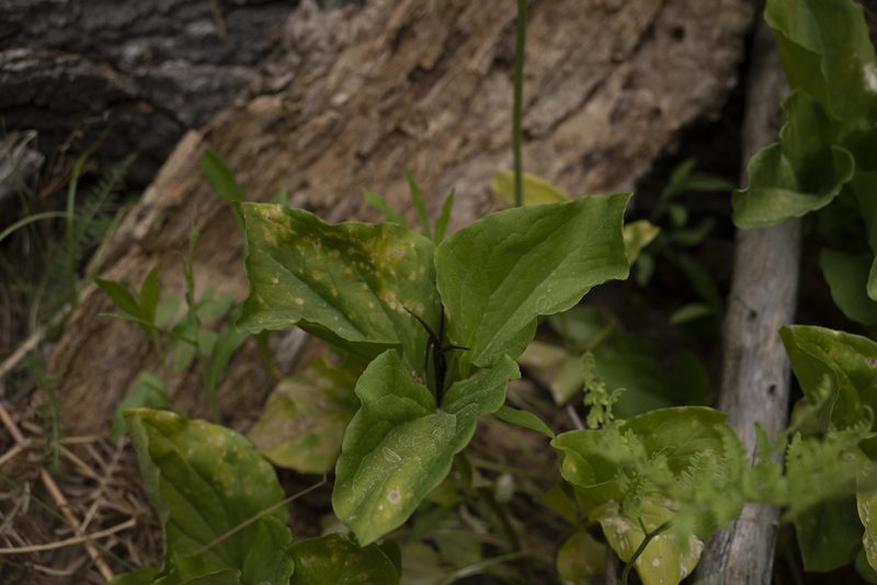Trillium angustipetalum, photographed by Michael Warner