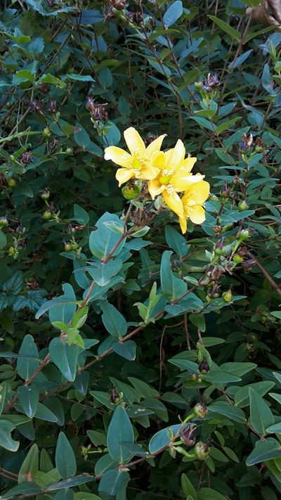 Hypericum henryi, photographed by naturewatchwidow