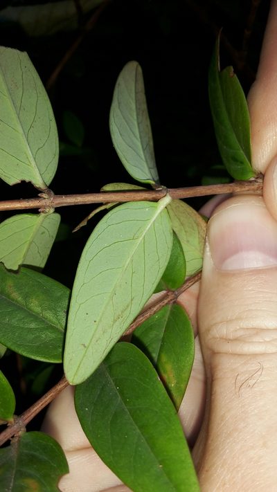 Hypericum henryi, photographed by naturewatchwidow