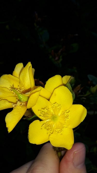 Hypericum henryi, photographed by naturewatchwidow