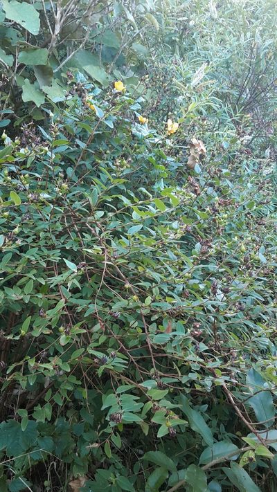 Hypericum henryi, photographed by naturewatchwidow