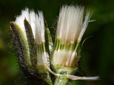 Willemetia stipitata, photographed by Wolfgang Jauch
