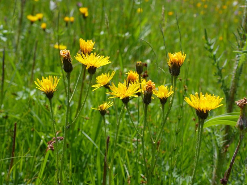 Willemetia stipitata, photographed by Wolfgang Jauch