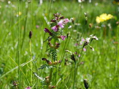 Pedicularis palustris, photographed by Wolfgang Jauch