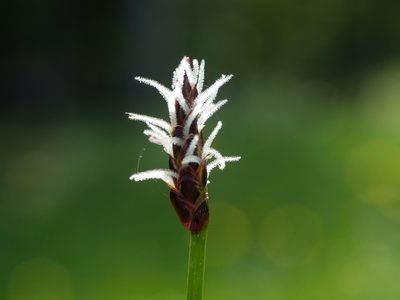 Eleocharis uniglumis, photographed by Wolfgang Jauch
