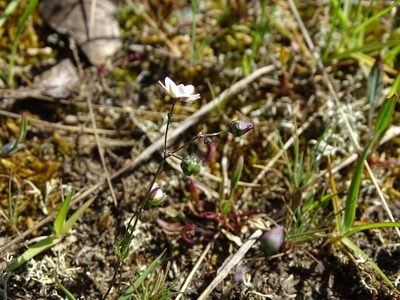 Spergula morisonii, photographed by Grzegorz Grzejszczak