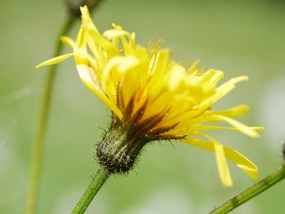 Crepis paludosa, photographed by Wolfgang Jauch