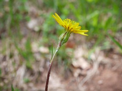 Scorzonera humilis, photographed by Wolfgang Jauch