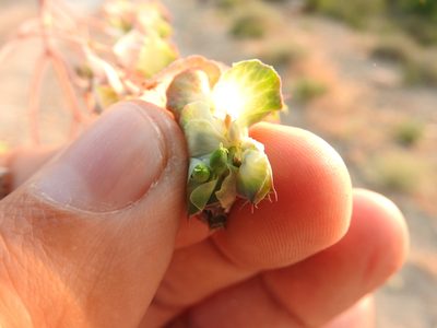 Euphorbia hieroglyphica, photographed by Abdenour Kheloufi