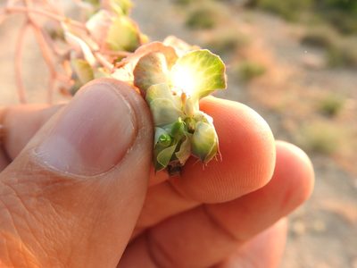 Euphorbia hieroglyphica, photographed by Abdenour Kheloufi