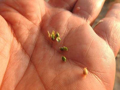 Euphorbia hieroglyphica, photographed by Abdenour Kheloufi