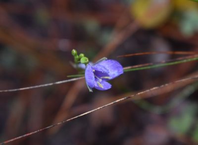 Heliophila subulata, photographed by Justin Ponder