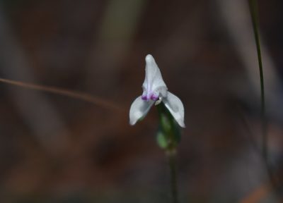 Disperis macowanii, photographed by Justin Ponder