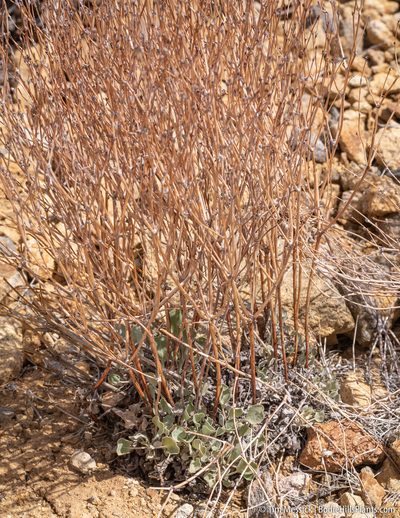 Eriogonum rupinum, photographed by Tim Messick