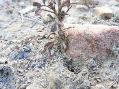 Ononis pusilla, photographed by Abdenour Kheloufi