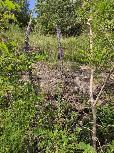 Campanula spicata, photographed by Andrea Mologni