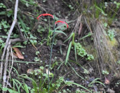 Tritoniopsis afra, photographed by Justin Ponder