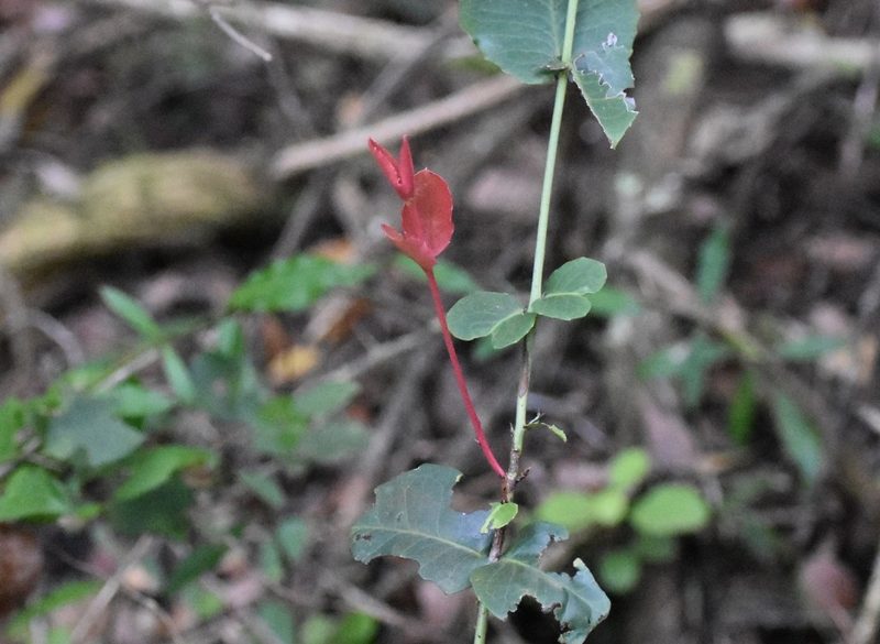 Lauridia tetragona, photographed by Justin Ponder