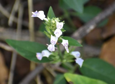 Hypoestes forskaolii, photographed by Justin Ponder