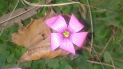 Oxalis hispidula, photographed by Bahiano Ayala