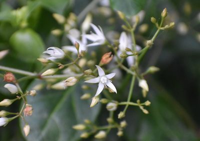 Crassula sarmentosa, photographed by Justin Ponder