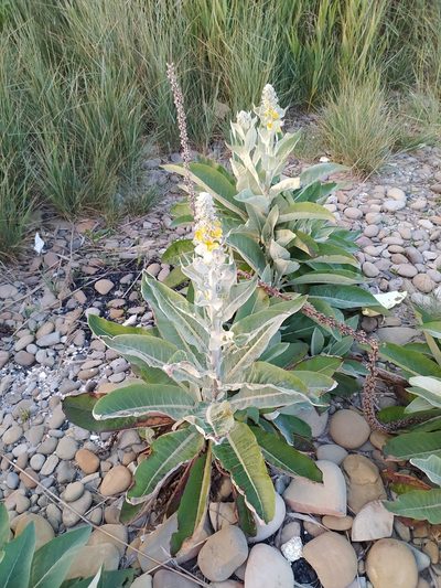 Verbascum gnaphalodes, photographed by sergleb