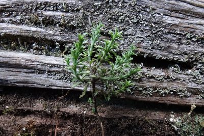 Veronica cupressoides, photographed by John Barkla