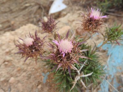 Atractylis caespitosa, photographed by Abdenour Kheloufi