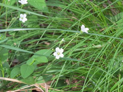 Cerastium pauciflorum, photographed by Дарья Орлова
