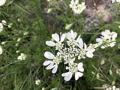 Orlaya grandiflora, photographed by Jason Grant