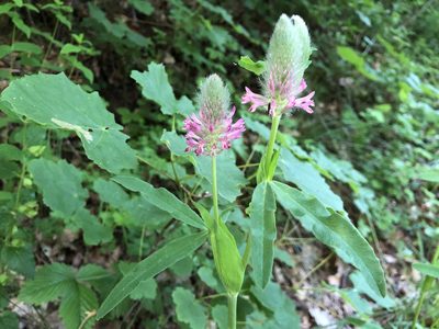 Trifolium rubens, photographed by Jason Grant