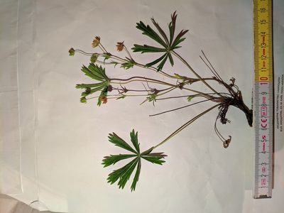 Potentilla patula, photographed by Denys Vynokurov