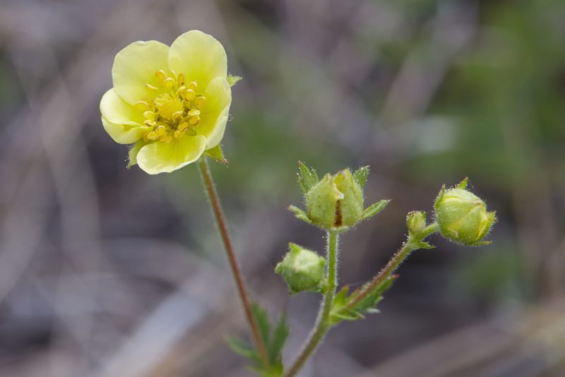 Drymocallis lactea, photographed by Ken-ichi Ueda