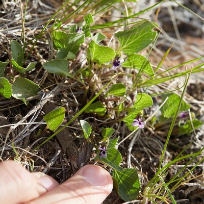 Viola cuneata, photographed by Ken-ichi Ueda
