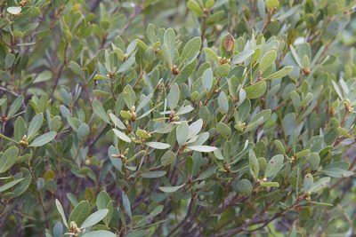 Quercus vacciniifolia, photographed by Ken-ichi Ueda