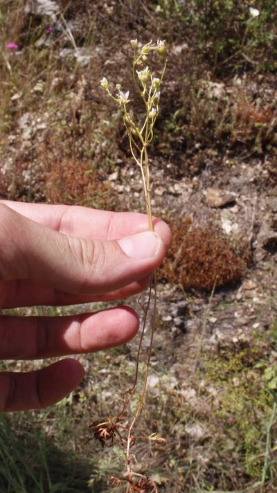 Saxifraga fragosoi, photographed by Bastien Alegot