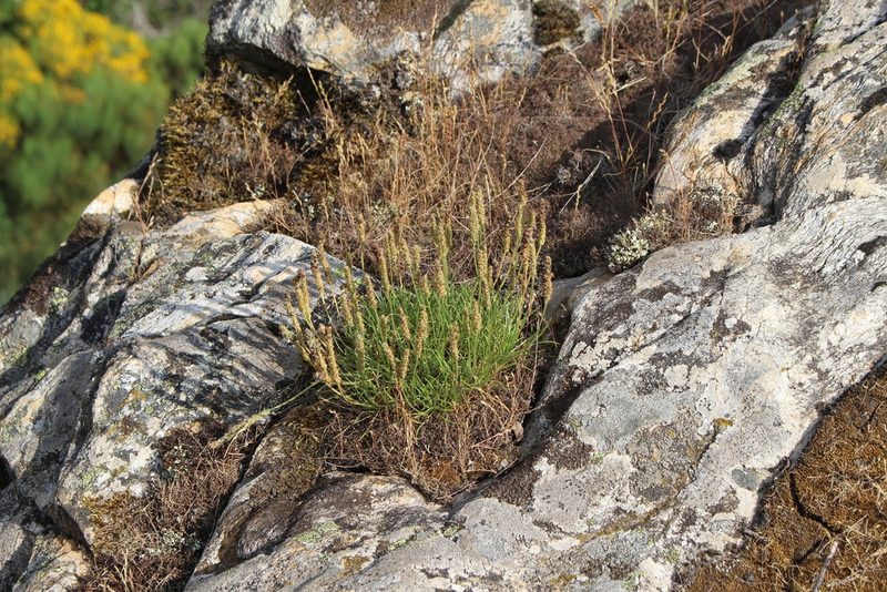 Plantago subulata, photographed by Bastien Alegot