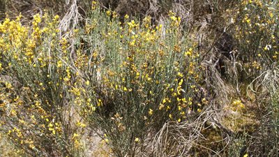 Cytisus oromediterraneus, photographed by Bastien Alegot