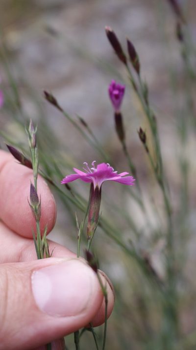 Dianthus graniticus, photographed by Bastien Alegot