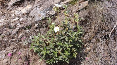 Cistus laurifolius, photographed by Bastien Alegot