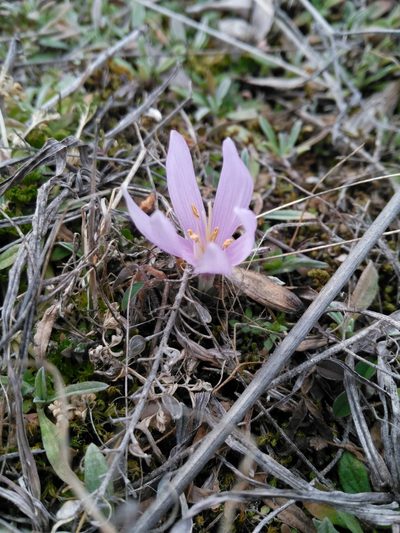 Colchicum trigynum, photographed by Razmik Badalyan