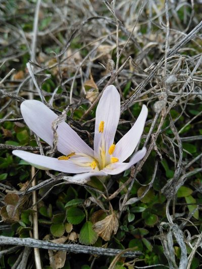 Colchicum trigynum, photographed by Razmik Badalyan