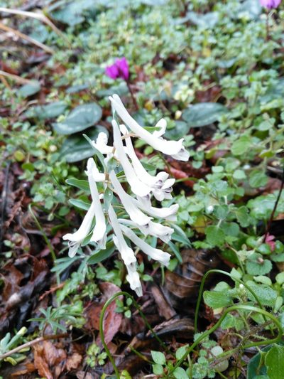 Corydalis angustifolia, photographed by Razmik Badalyan