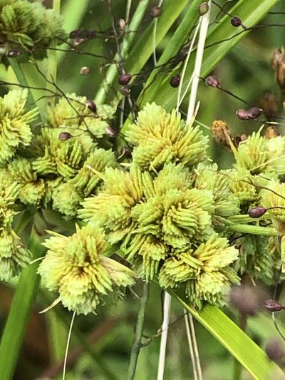 Cyperus pseudovegetus, photographed by Joseph McPhail
